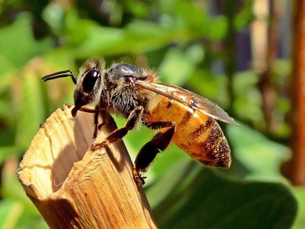 Nằm mơ thấy con ong đánh con gì đánh số nào chắc ăn nhất