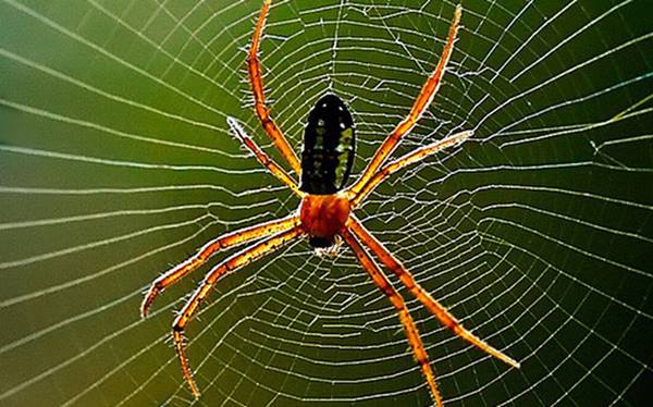 Giải mã giấc mơ thấy con nhện là điềm báo gì? Đánh số mấy