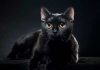 Giải mã giấc mơ thấy con mèo đen mang ý nghĩa gì?