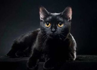 Giải mã giấc mơ thấy con mèo đen mang ý nghĩa gì?